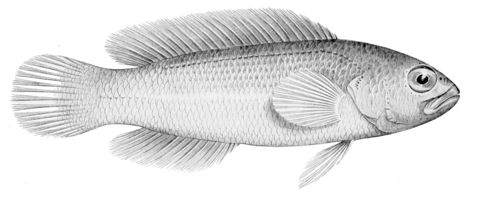 ภาพประกอบของ ปลาดอตตี้แบ็คหนาม (Pseudochromis quinquedentatus)