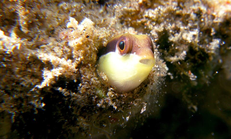 ภาพประกอบของ ปลาดอตตี้แบ็ค sankeyi (Pseudochromis sankeyi)