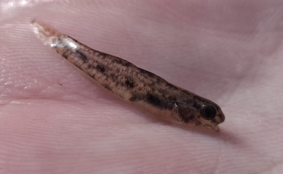 ภาพประกอบของ ปลาบู่บู่ (Pseudogobius aquilonius)