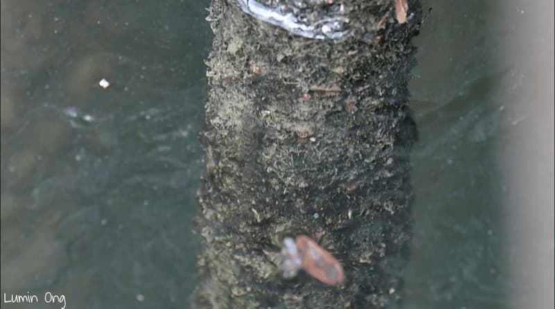 ภาพประกอบของ ปลาบู่ปากสั้นสีจาง (Pseudogobius avicennia)