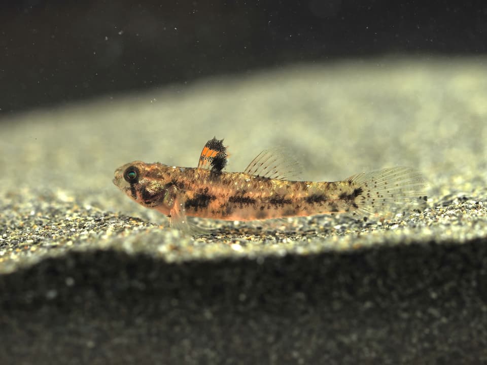 ภาพประกอบของ ปลาบู่ลายจุดบู่ (Pseudogobius melanostictus)