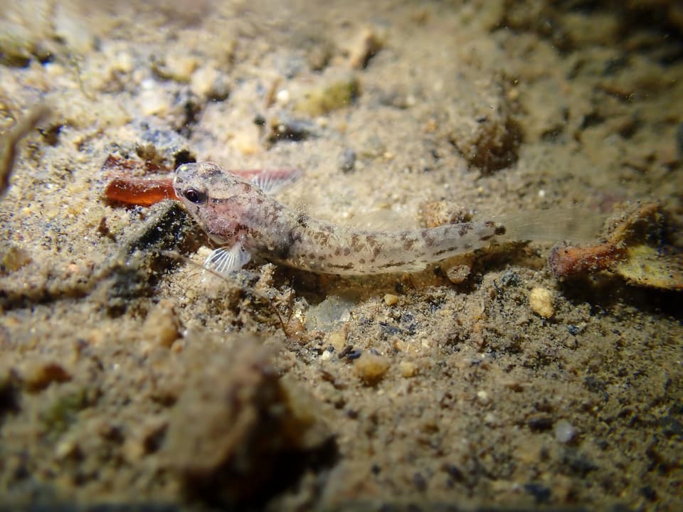 ภาพประกอบของ ปลาบู่บู่ (Pseudogobius verticalis)