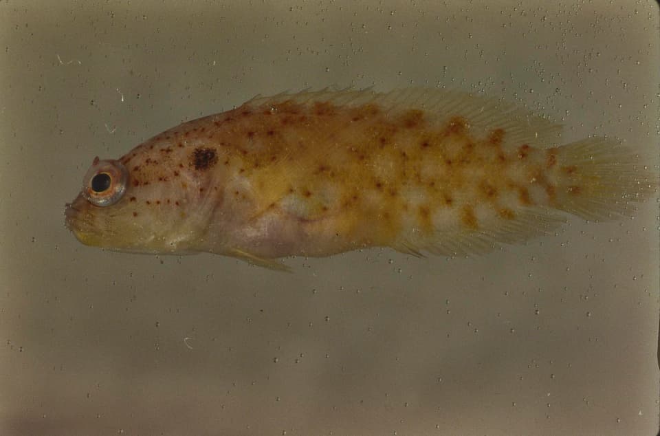 ภาพประกอบของ ปลากะรังจิ๋ว australis (Pseudogramma australis)