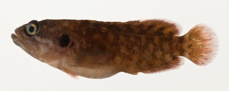 ภาพประกอบของ ปลากะรังจิ๋ว brederi (Pseudogramma brederi)