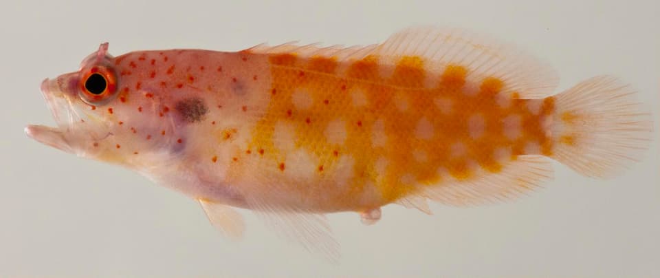 ภาพประกอบของ ปลากะรังจิ๋วเหลือง (Pseudogramma xantha)