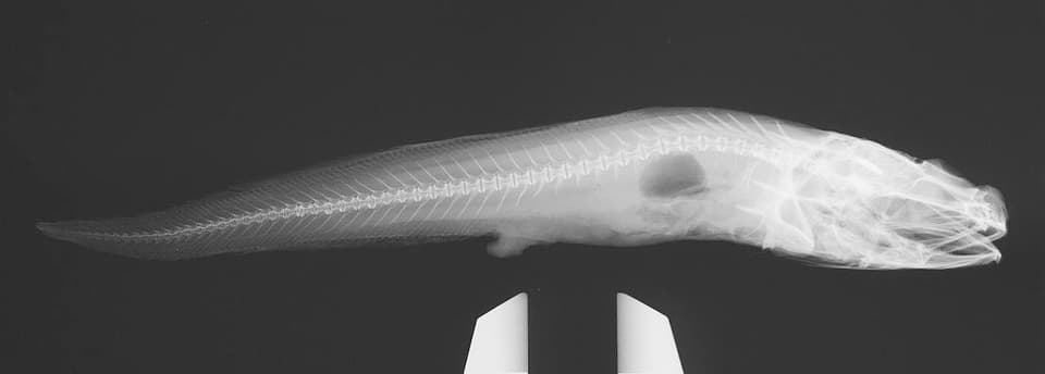 ภาพประกอบของ ปลา squamiceps (Pseudonus squamiceps)