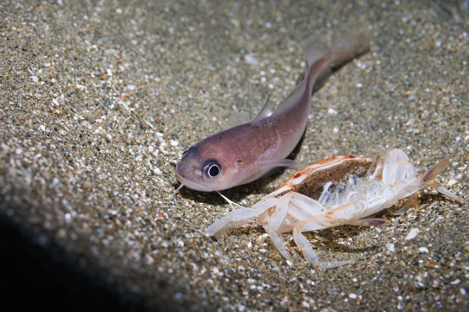 ภาพประกอบของ ปลา breviuscula (Pseudophycis breviuscula)
