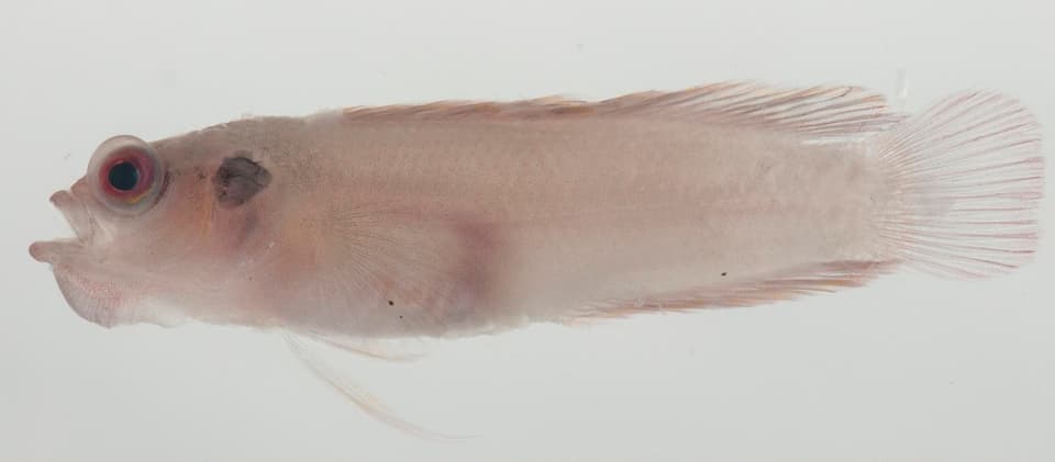 ภาพประกอบของ ปลาดอตตี้แบ็ค revellei (Pseudoplesiops revellei)