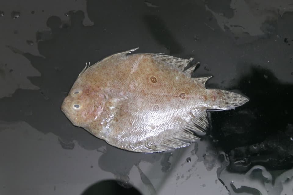ภาพประกอบของ ปลา triocellatus (Pseudorhombus triocellatus)