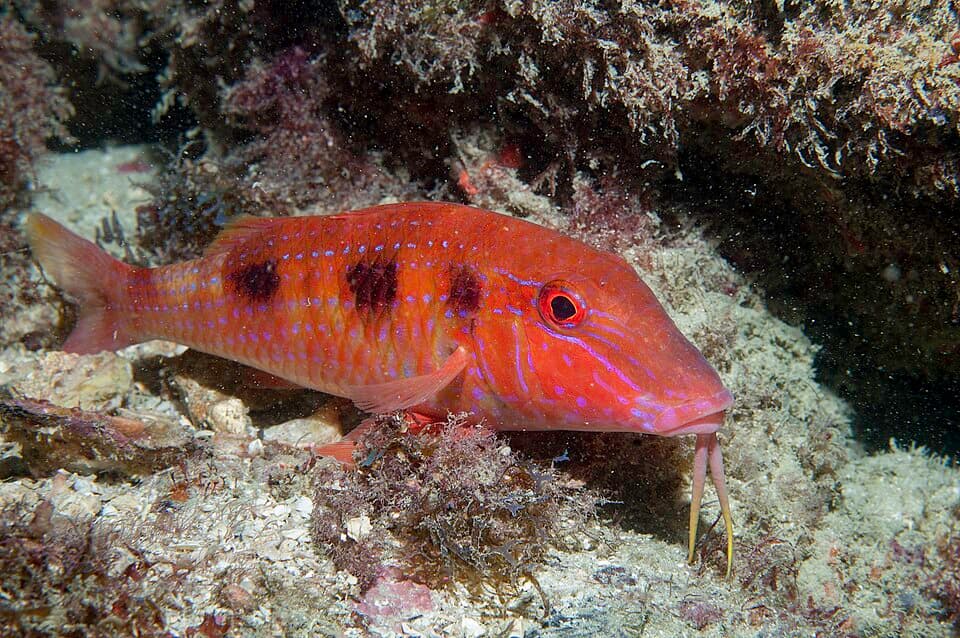 ภาพประกอบของ ปลาแพะลายจุด (Pseudupeneus maculatus)