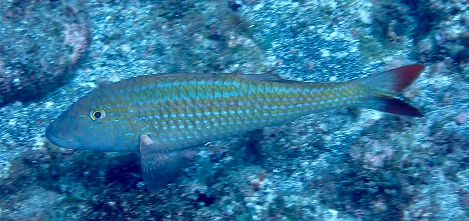 ภาพประกอบของ ปลาแพะแอฟริกา (Pseudupeneus prayensis)