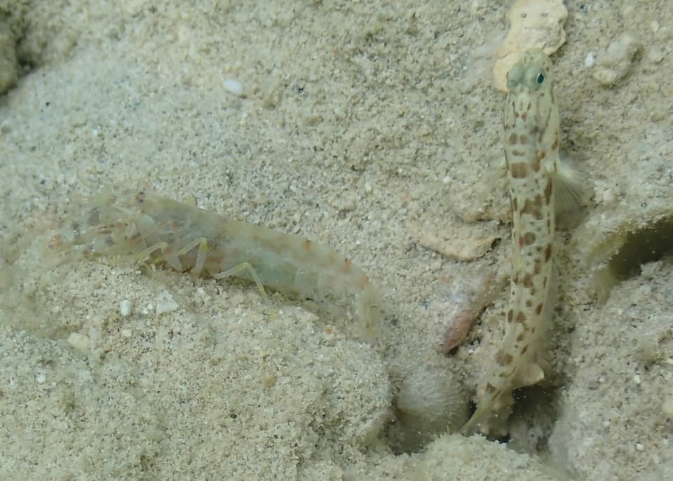 ภาพประกอบของ ปลาบู่ฮาวาย (Psilogobius mainlandi)