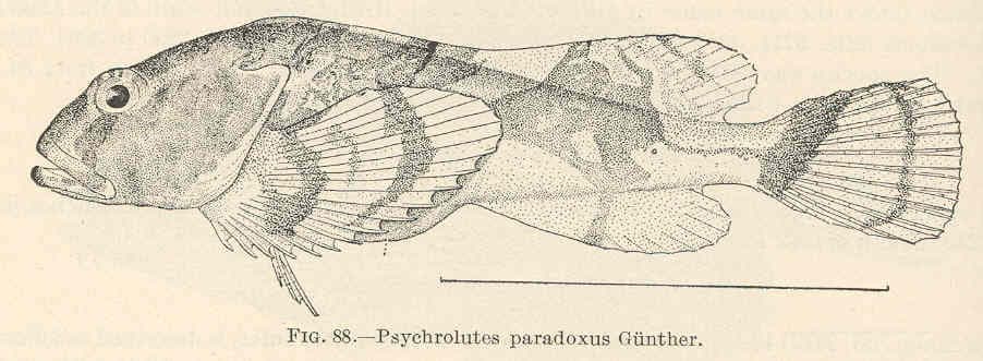 ภาพประกอบของ ปลา paradoxus (Psychrolutes paradoxus)