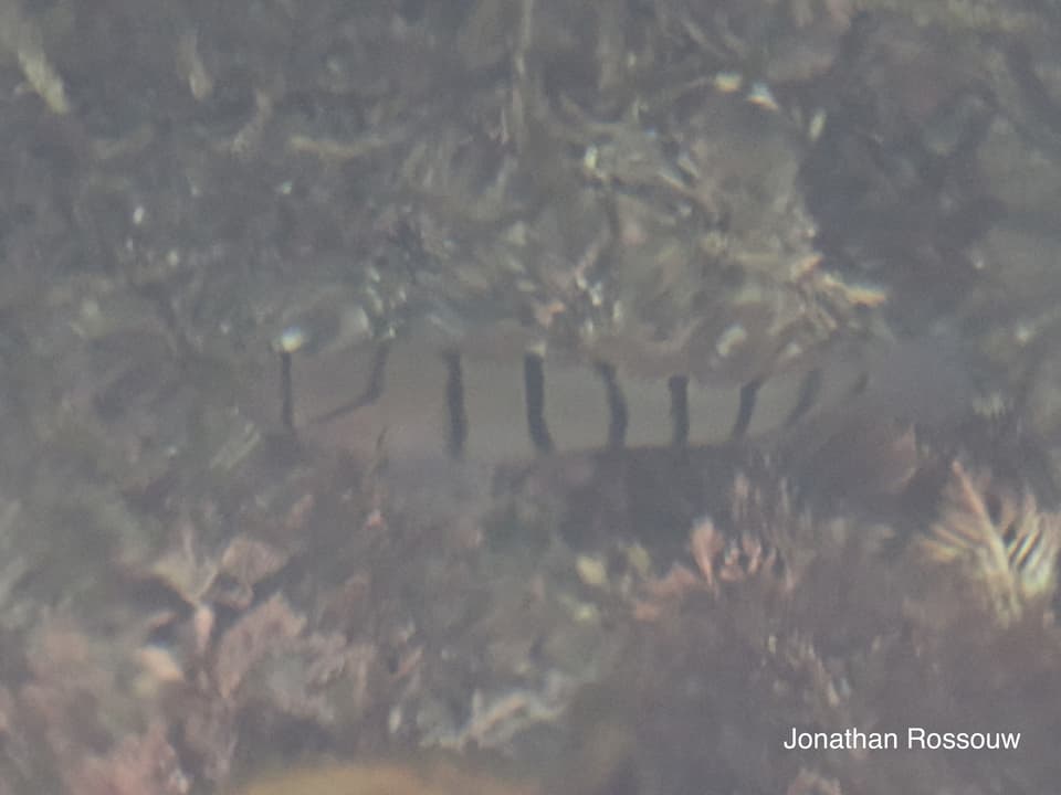 ภาพประกอบของ ปลาบู่บู่ (Pterogobius elapoides)
