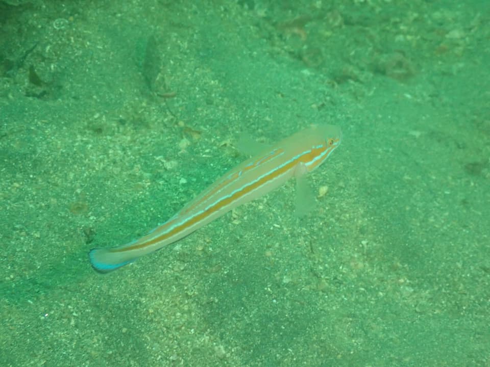 ภาพประกอบของ ปลาบู่บู่ (Pterogobius virgo)