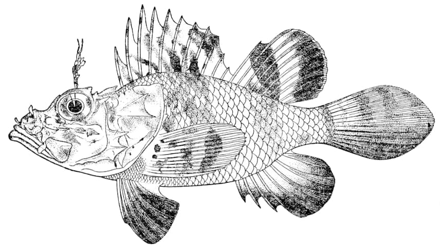 ภาพประกอบของ ปลาแมงป่อง noronhai (Pteroidichthys noronhai)