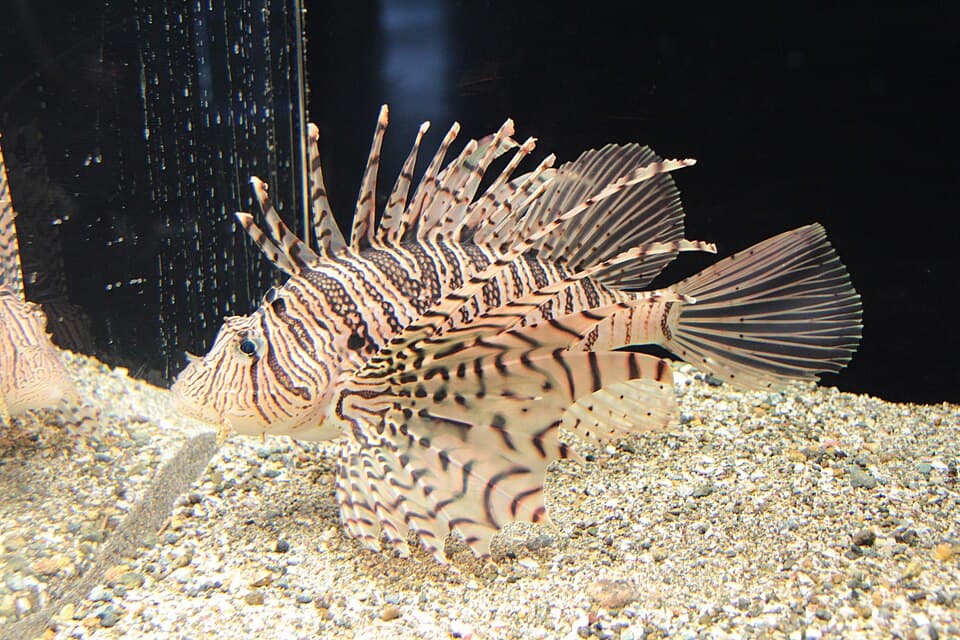 ภาพประกอบของ ปลาสิงโต lunulata (Pterois lunulata)