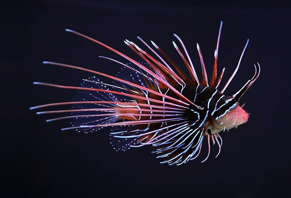 ภาพประกอบของ ปลาสิงโตครีบใส (Pterois radiata)