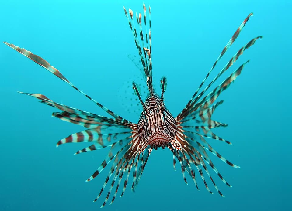 ภาพ ปลาสิงโตปีกจุด (Pterois volitans)