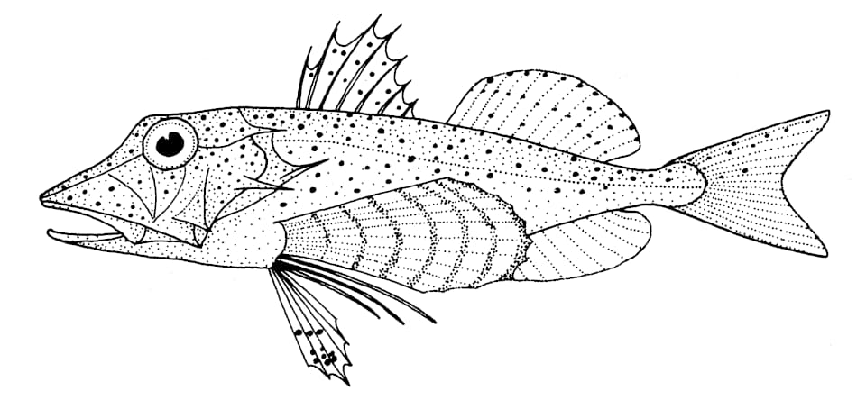ภาพประกอบของ ปลา picta (Pterygotrigla picta)