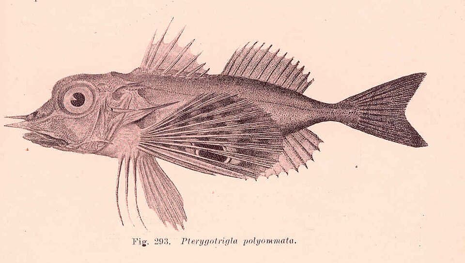 ภาพประกอบของ ปลา polyommata (Pterygotrigla polyommata)