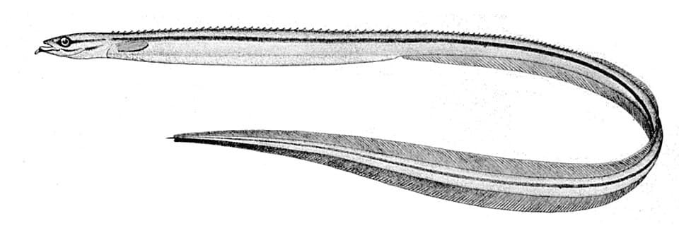 ภาพประกอบของ ปลา goodei (Ptilichthys goodei)