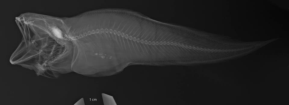 ภาพประกอบของ ปลา phyllosoma (Pycnocraspedum phyllosoma)