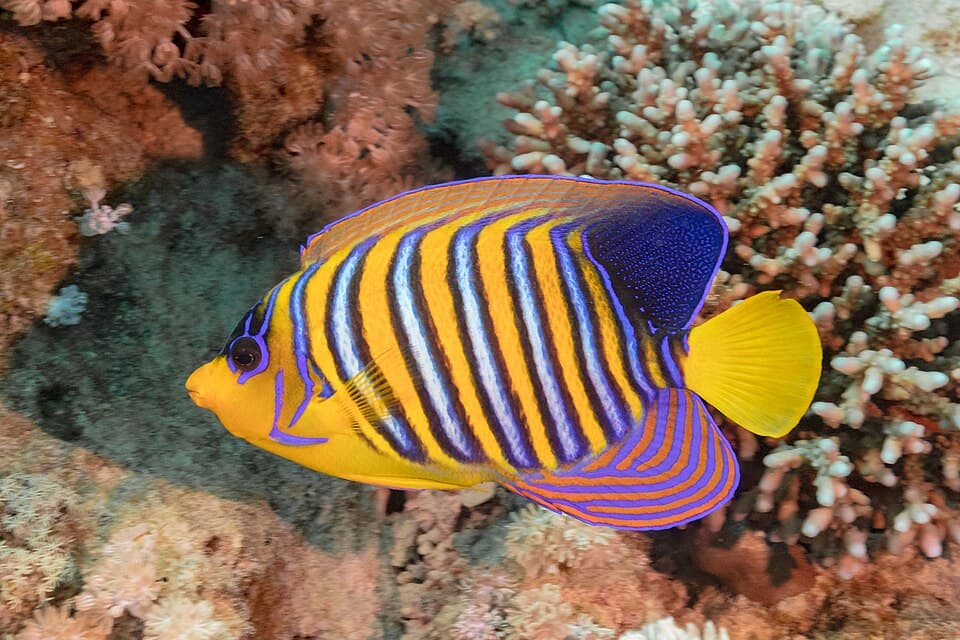 ภาพ ปลาสินสมุทรลายเสือ (รอยัลแองเจิล) (Pygoplites diacanthus)