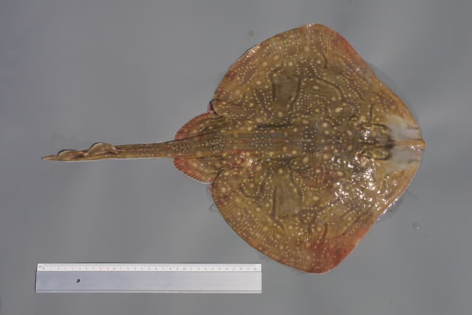 ภาพประกอบของ ปลา undulata (Raja undulata)