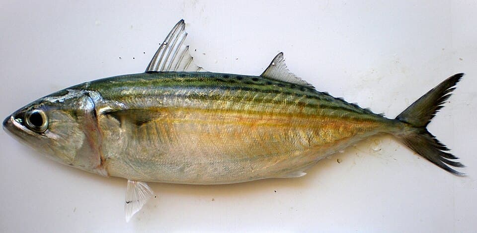 ภาพประกอบของ ปลา kanagurta (Rastrelliger kanagurta)