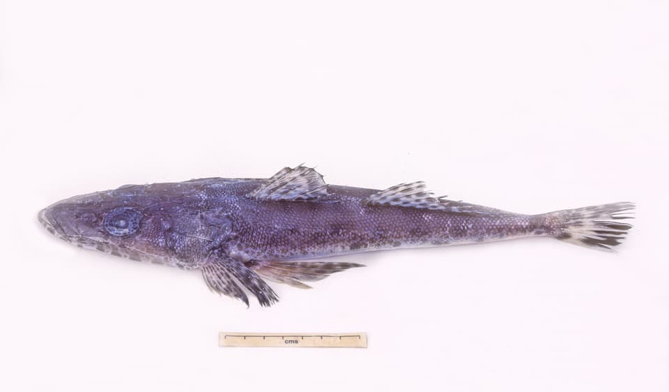 ภาพประกอบของ ปลา diversidens (Ratabulus diversidens)