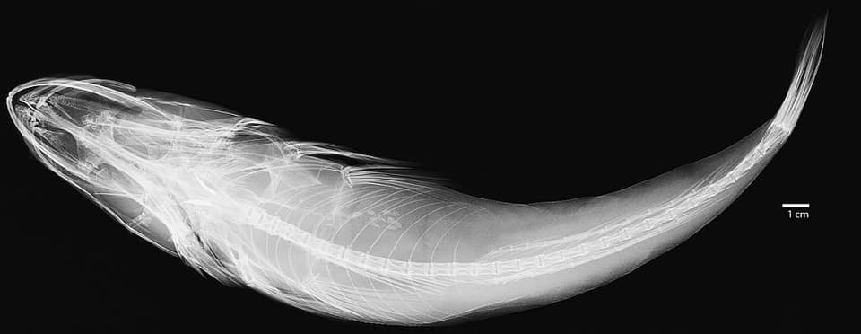 ภาพประกอบของ ปลา megacephalus (Ratabulus megacephalus)
