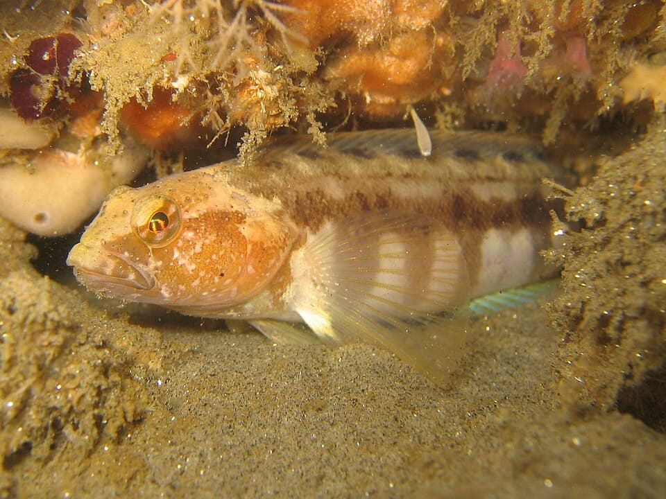 ภาพประกอบของ ปลา hypoplecta (Rathbunella hypoplecta)