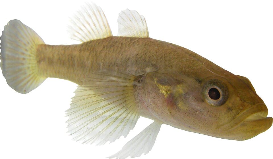 ภาพประกอบของ ปลา legendrei (Ratsirakia legendrei)