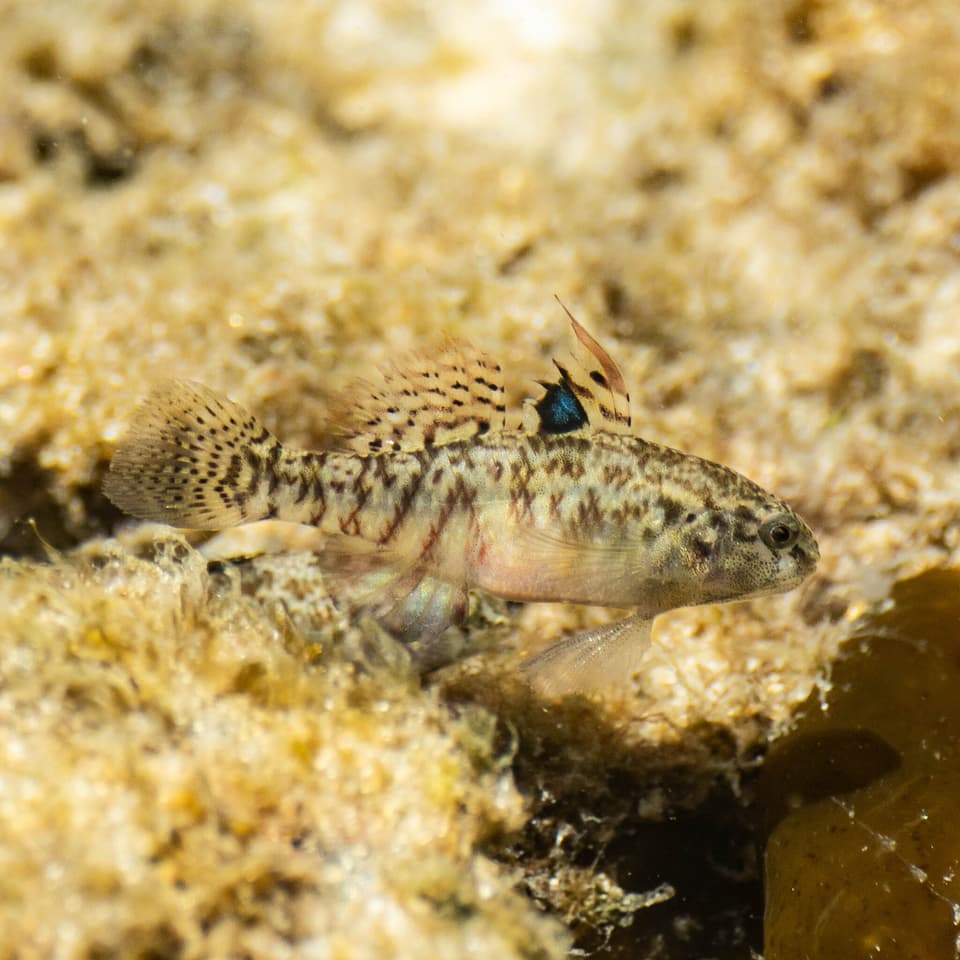 ภาพประกอบของ ปลาบู่บู่ (Redigobius macrostoma)