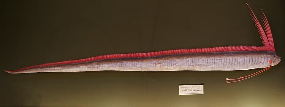 ภาพประกอบของ ปลา glesne (Regalecus glesne)