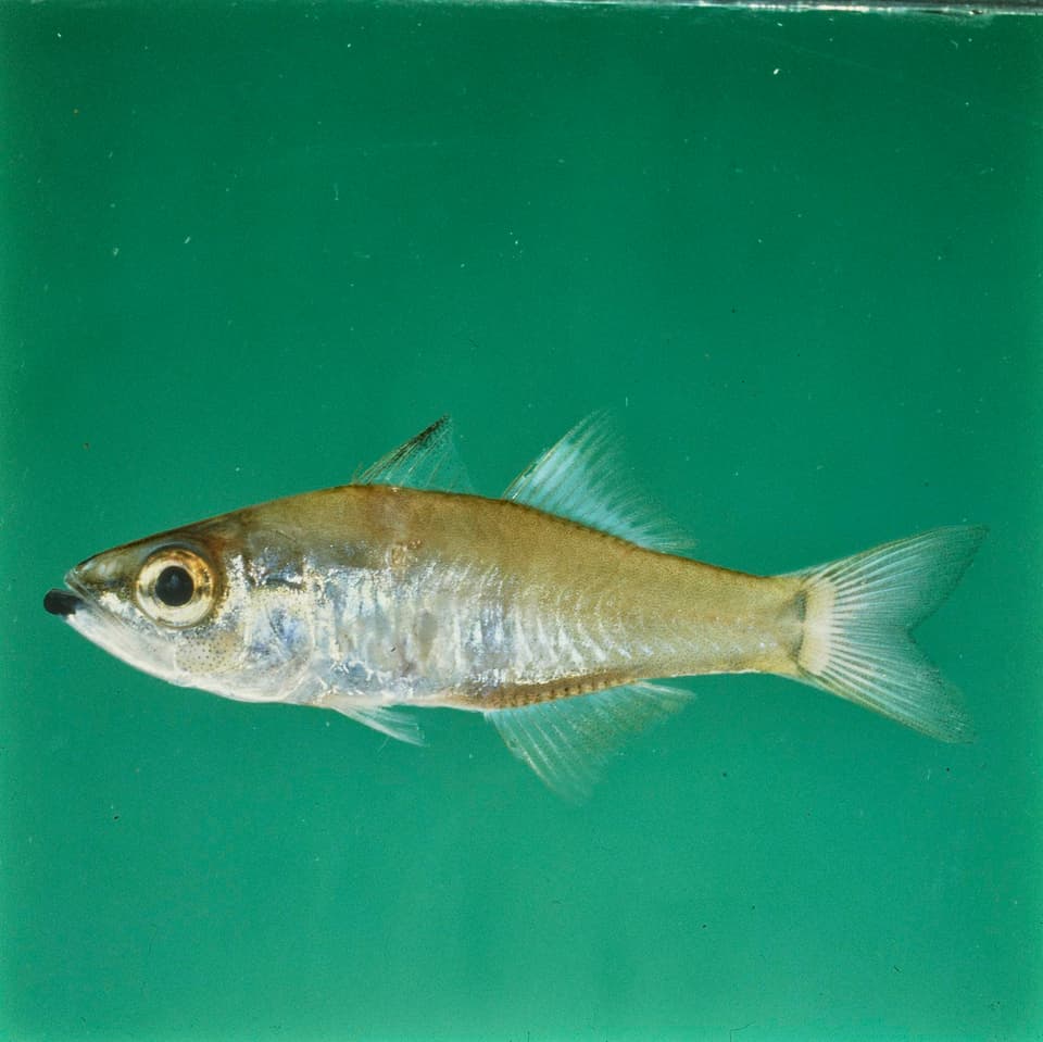 ภาพประกอบของ ปลาอมไข่ nigrimentum (Rhabdamia nigrimentum)