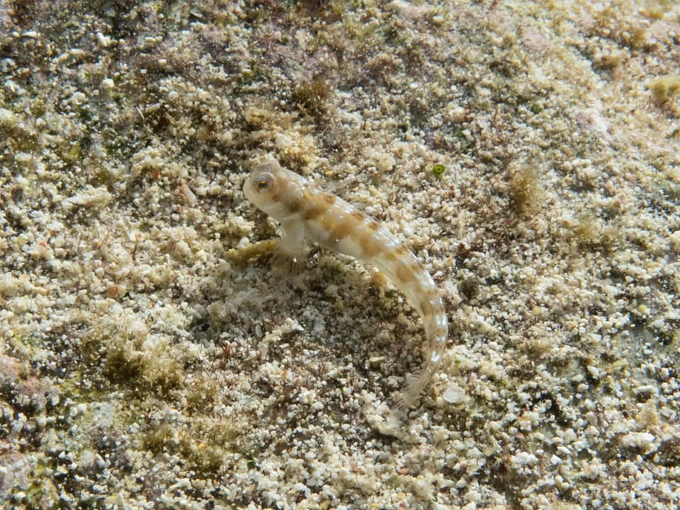 ภาพประกอบของ ปลาตั๊กแตนหินตั๊กแตนหิน (Rhabdoblennius rhabdotrachelus)