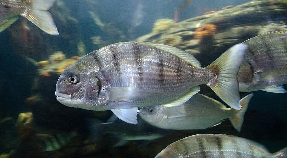 ภาพประกอบของ ปลา globiceps (Rhabdosargus globiceps)