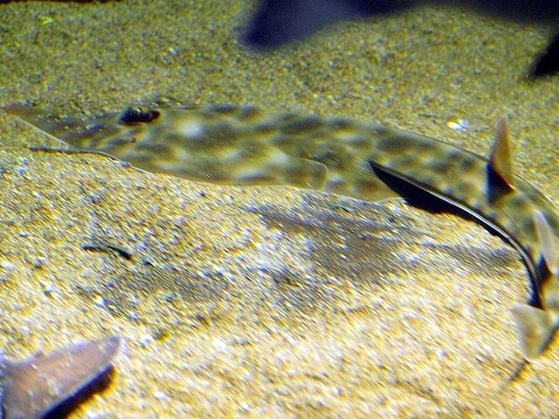 ภาพประกอบของ ปลา schlegelii (Rhinobatos schlegelii)