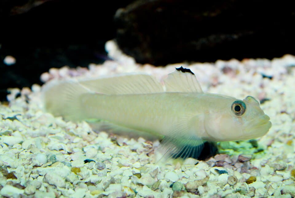 ภาพประกอบของ ปลาบู่มีหงอนบู่ (Rhinogobiops nicholsii)