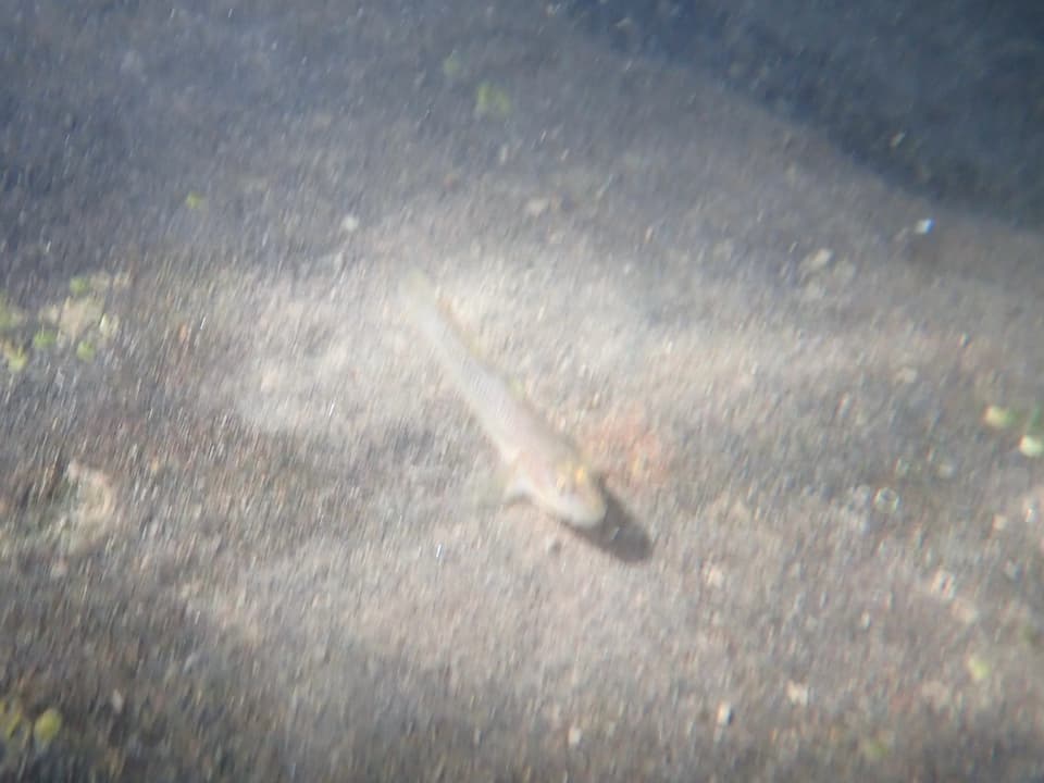 ภาพประกอบของ ปลาบู่ aonumai (Rhinogobius aonumai)