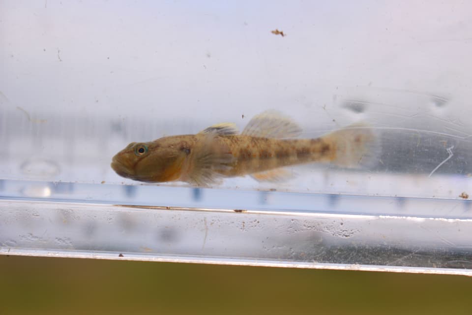 ภาพประกอบของ ปลาบู่บู่ (Rhinogobius biwaensis)