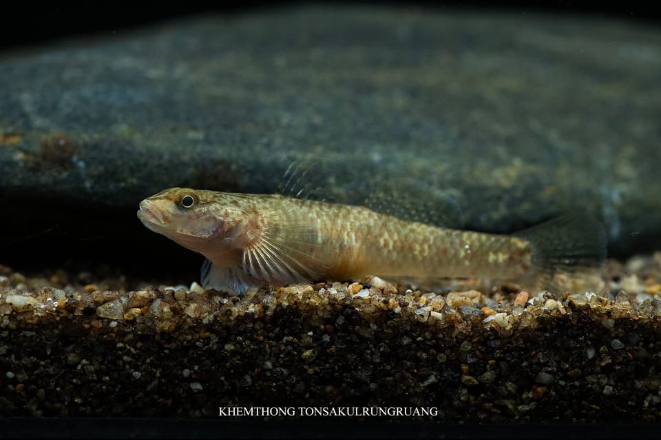 ภาพประกอบของ ปลาบู่ลำธารเชียงใหม่ (Rhinogobius chiengmaiensis)