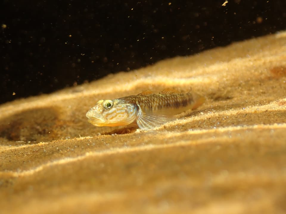 ภาพประกอบของ ปลาบู่ estrellae (Rhinogobius estrellae)
