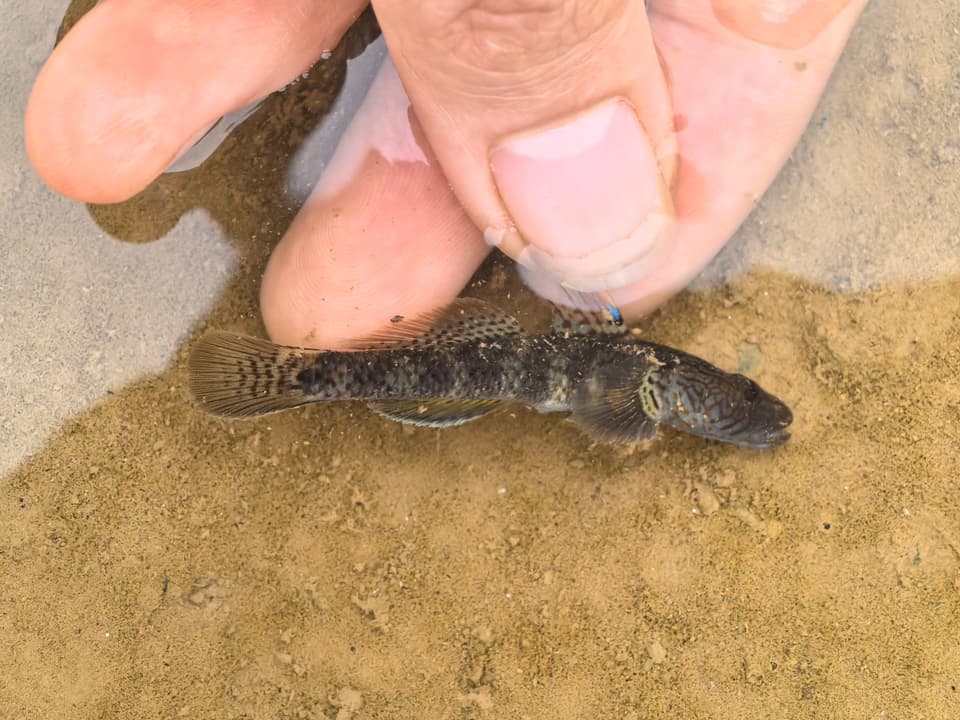 ภาพประกอบของ ปลาบู่ filamentosus (Rhinogobius filamentosus)