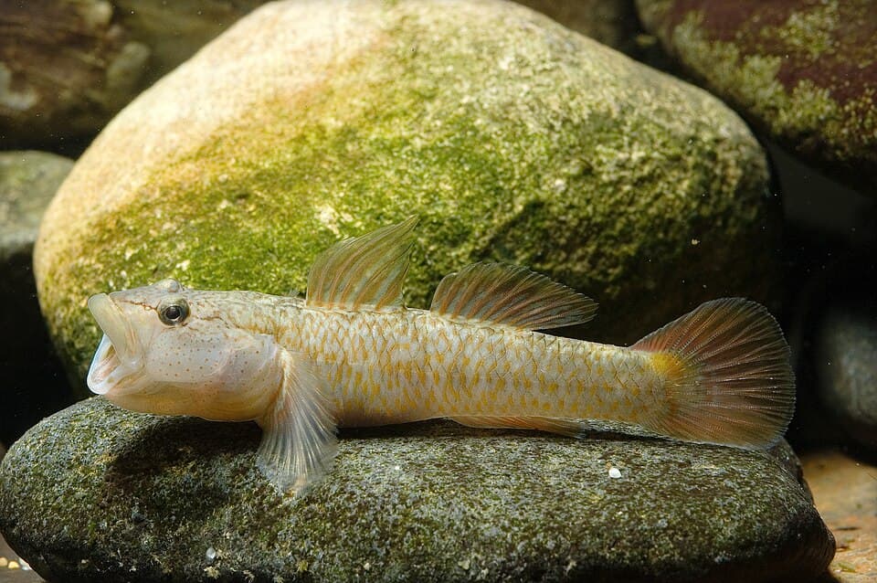 ภาพประกอบของ ปลาบู่บู่ (Rhinogobius flumineus)
