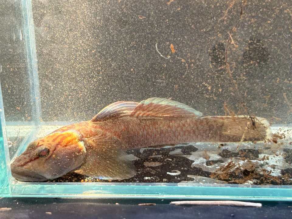 ภาพประกอบของ ปลาบู่ fluviatilis (Rhinogobius fluviatilis)