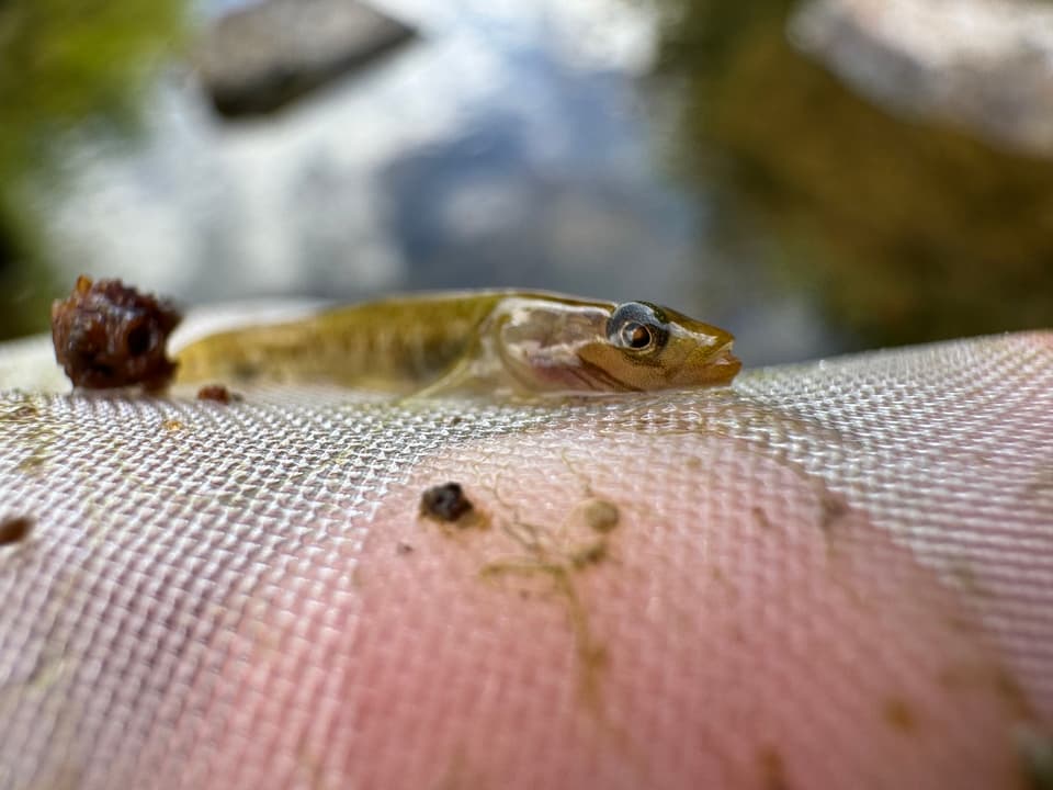 ภาพประกอบของ ปลาบู่ genanematus (Rhinogobius genanematus)