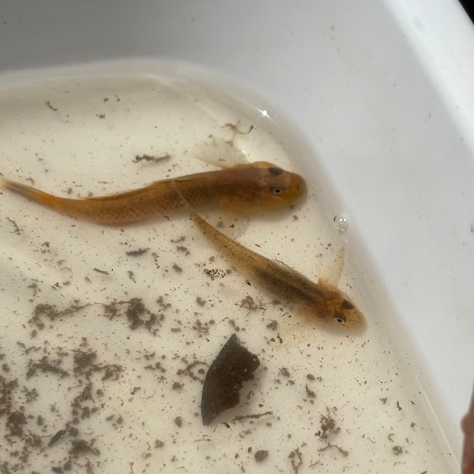 ภาพประกอบของ ปลาบู่บู่ (Rhinogobius kurodai)